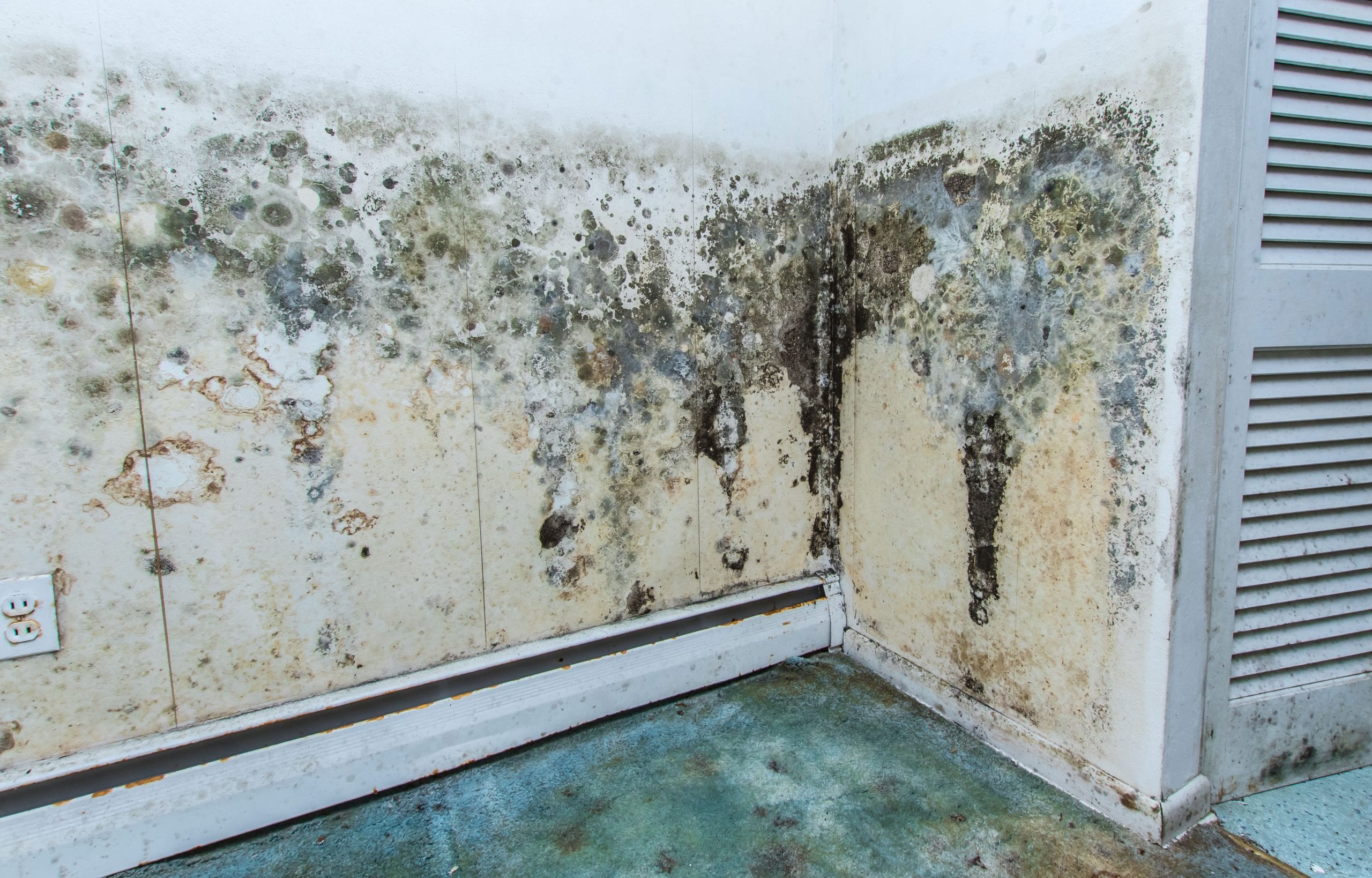 mold removal anderson